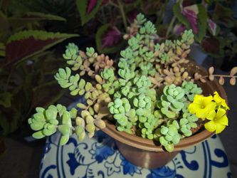 Sedum Minor plant