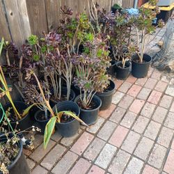 Plant Sale 2.00 Each Need Gone