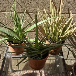 ALOE VERA!!! Nice!!! 