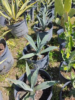 Blue agave 7gl $35