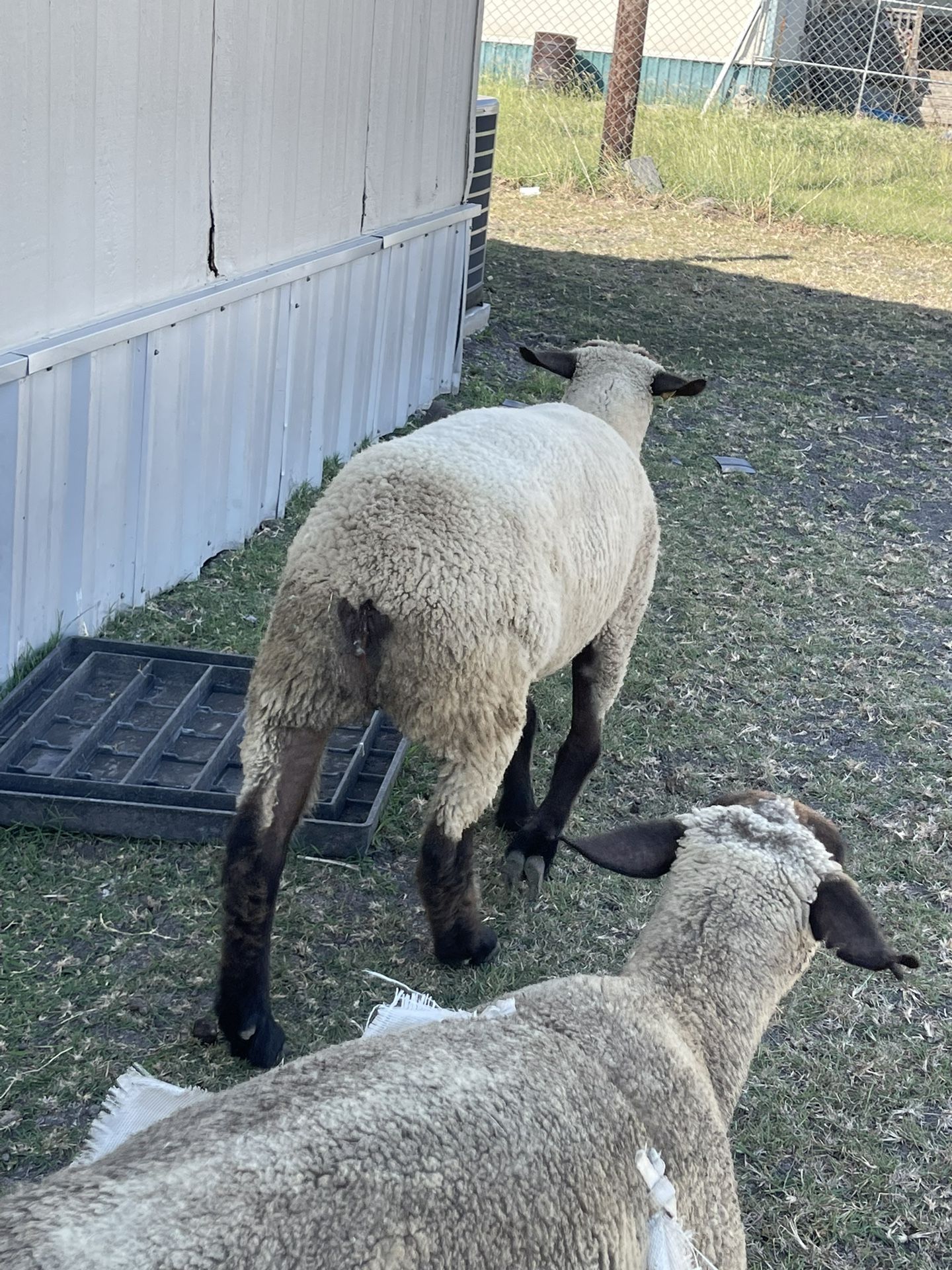 Borrego $300/borregas /$400  Cada  Una