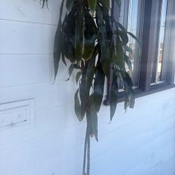 Indoor Plants