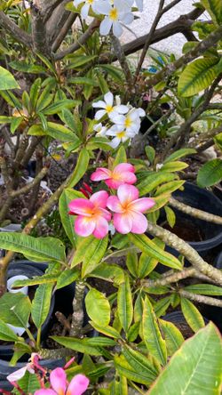 Plumeria plants