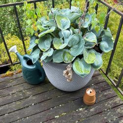 Plants!