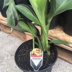 Garden plant beautiful flowers