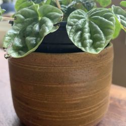 Unique, Handmade, Ceramic, Rustic, Yellow, Mustard Planter, Pot