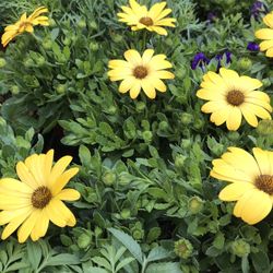 Flowers And Veggies Plants