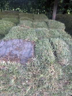 Fresh Sod