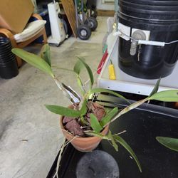 Orchard Cattleya Hybrid Purple 