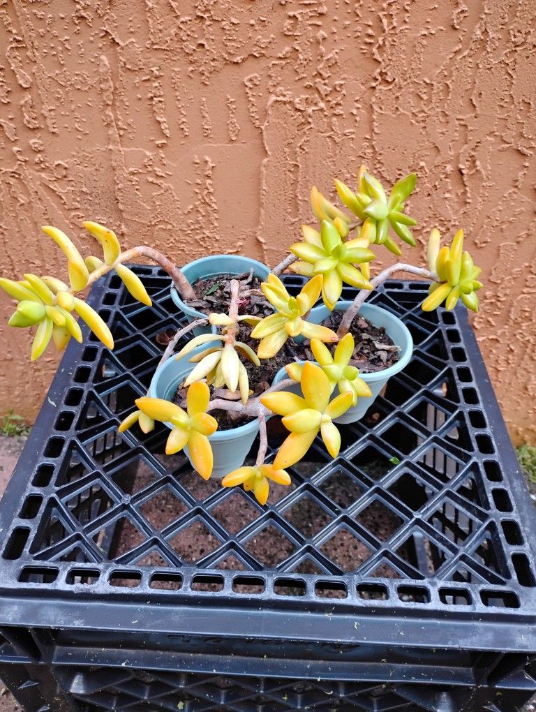 Succulent Plant For $5