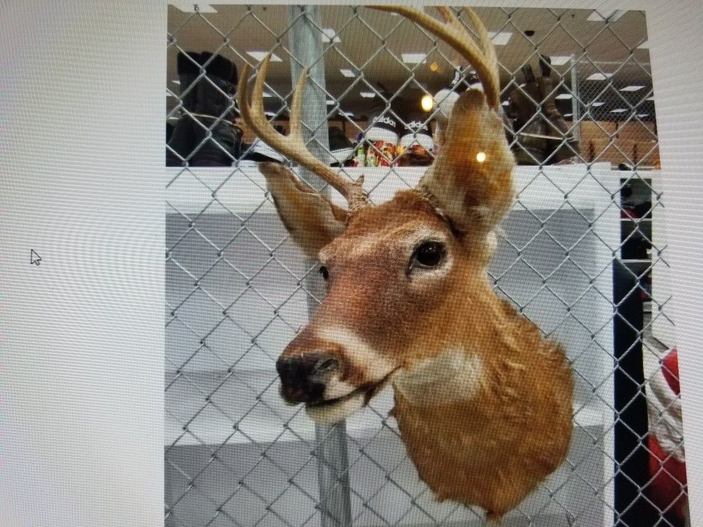 Mounted Buck Deer Head