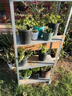 No end in sight so many plants for purchasing