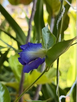 🦋 Butterfly Pea Plants for Sale! 🌿