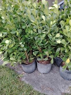 Clusia For Sale 7 Gal 4 To 5ft $35 Each