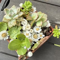 why spend $$for flowers that die in a week??