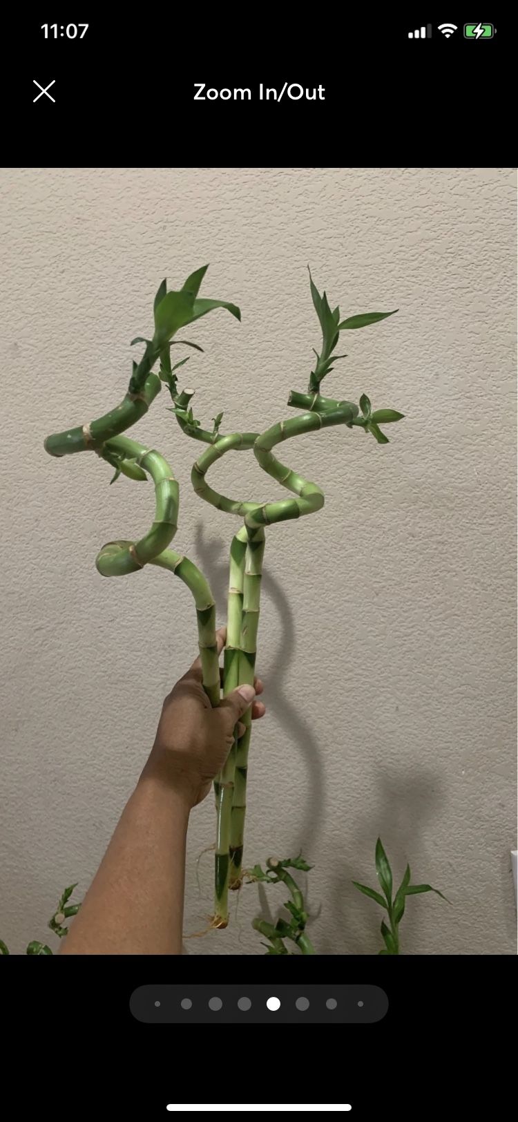 Lucky Bamboo Twisted 3 Rooted Live Plant