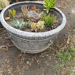 Succulent Mix