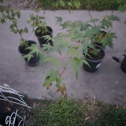 Bendo Arbolitos Sunombre Green Japonese Tree Maple 