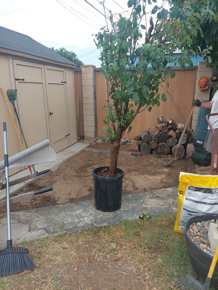 Dwarf Fuji Apple Tree for Sale in Orange, CA OfferUp