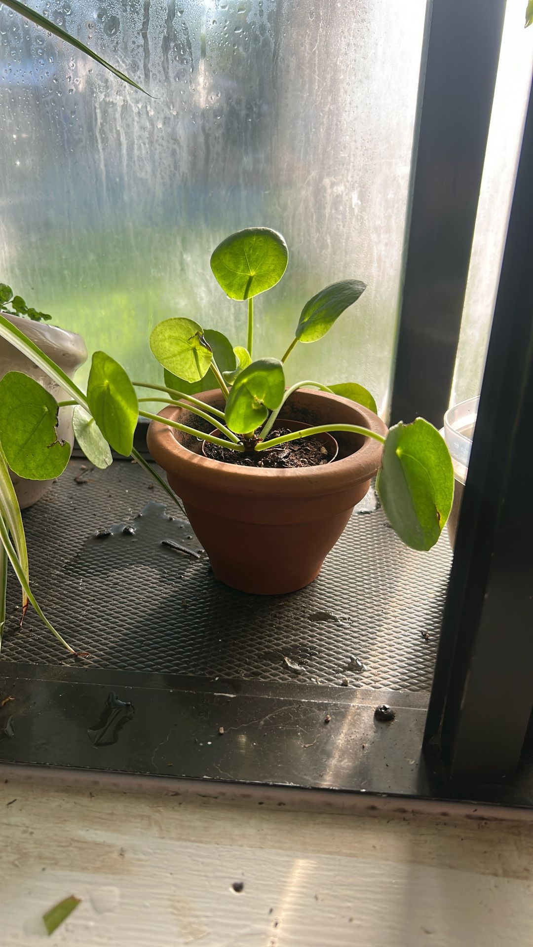 Chinese Money Plant 