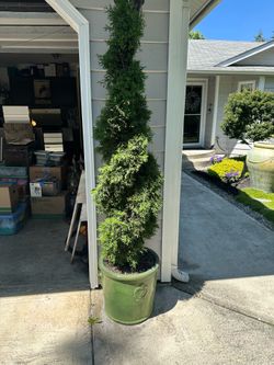 Spiral Cut Potted Arborvitae