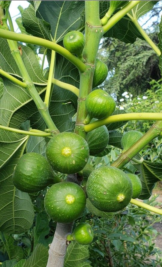 Fig Tree