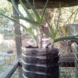🌱 Rapid Growth Aloe Vera – The “No Stress, All Reward” Power Plant! 🌿