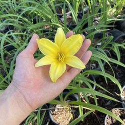Yellow Day Lilly 1 Gallon Plant