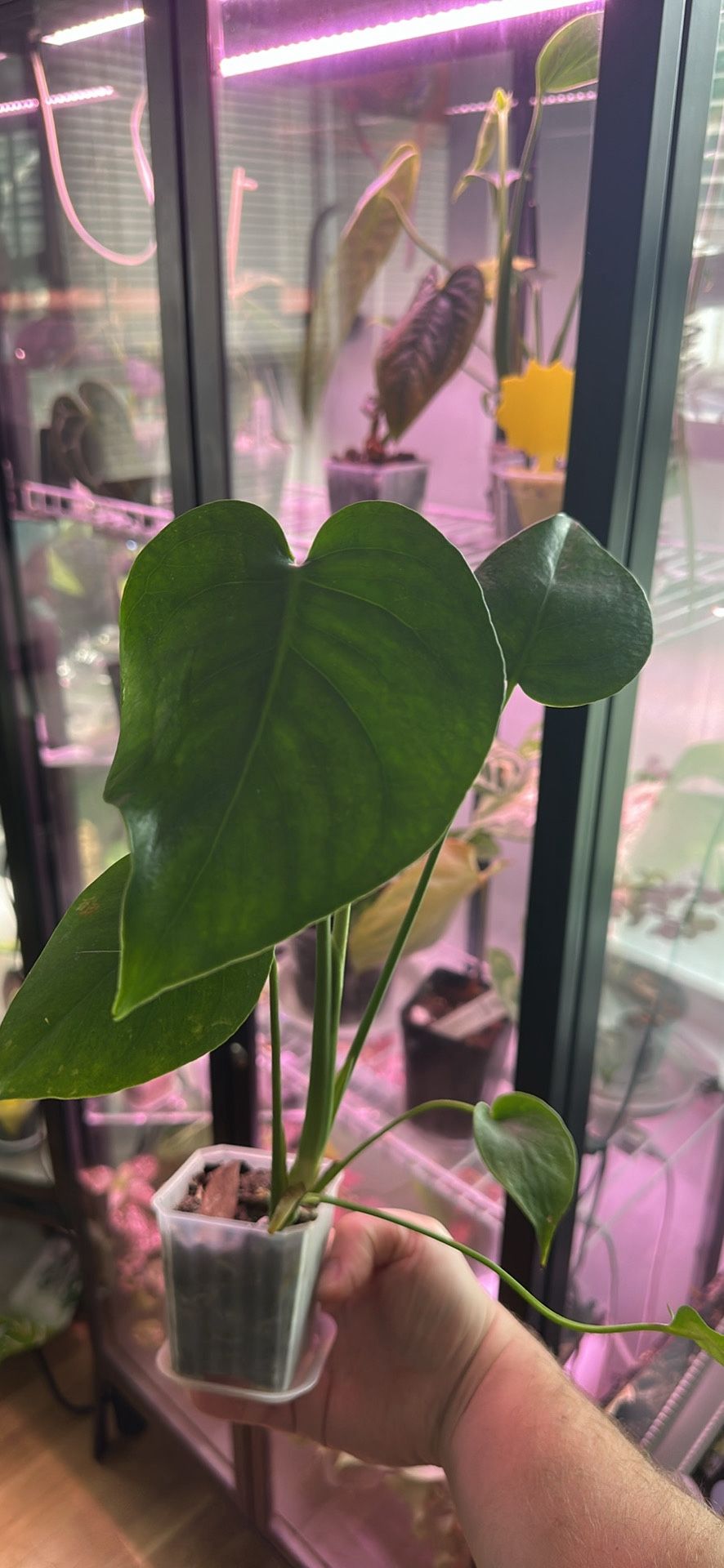 Monstera Deliciosa