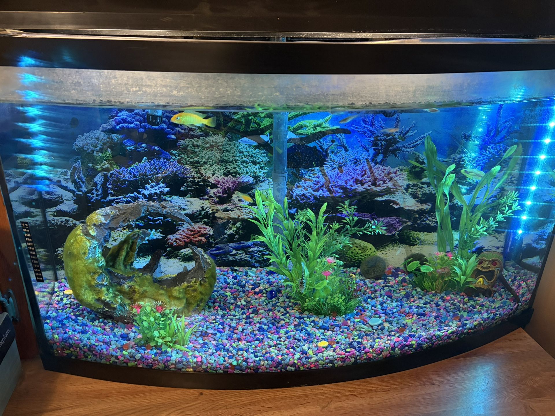 60 Gallon Bow Front Fish Tank