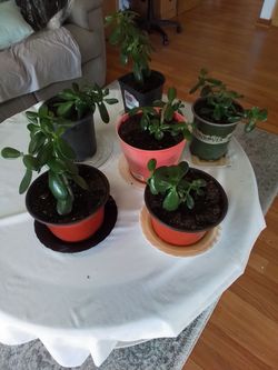 Jade plants