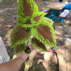 Coleus Plant