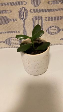 Jade plant in ceramic pot with drain