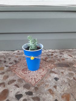 Donkey tail succulents