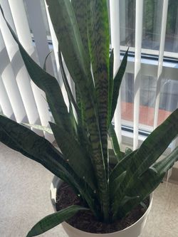 Snake plant large
