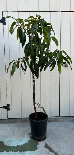 Mango tree / Arbol de Mango