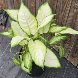 Dieffenbachia Live Plants 
