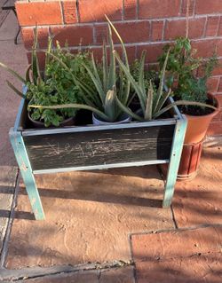 Different Types And Many Kinds Of Great plants for sale
