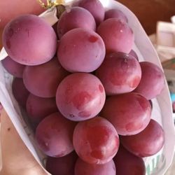 Queen Nina Japanese Premium Grape vine 妮娜皇后葡萄苗