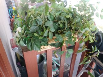 Planta