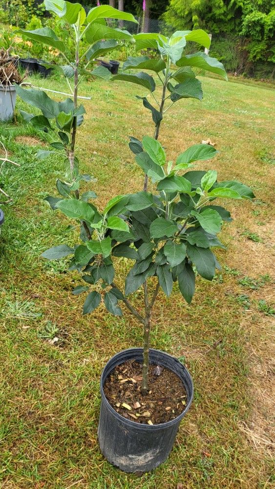Dwarf Apple Tree
