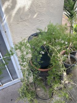 Beautiful plant