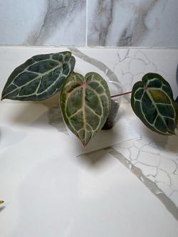 Anthurium Zara x Michelle by Docblock