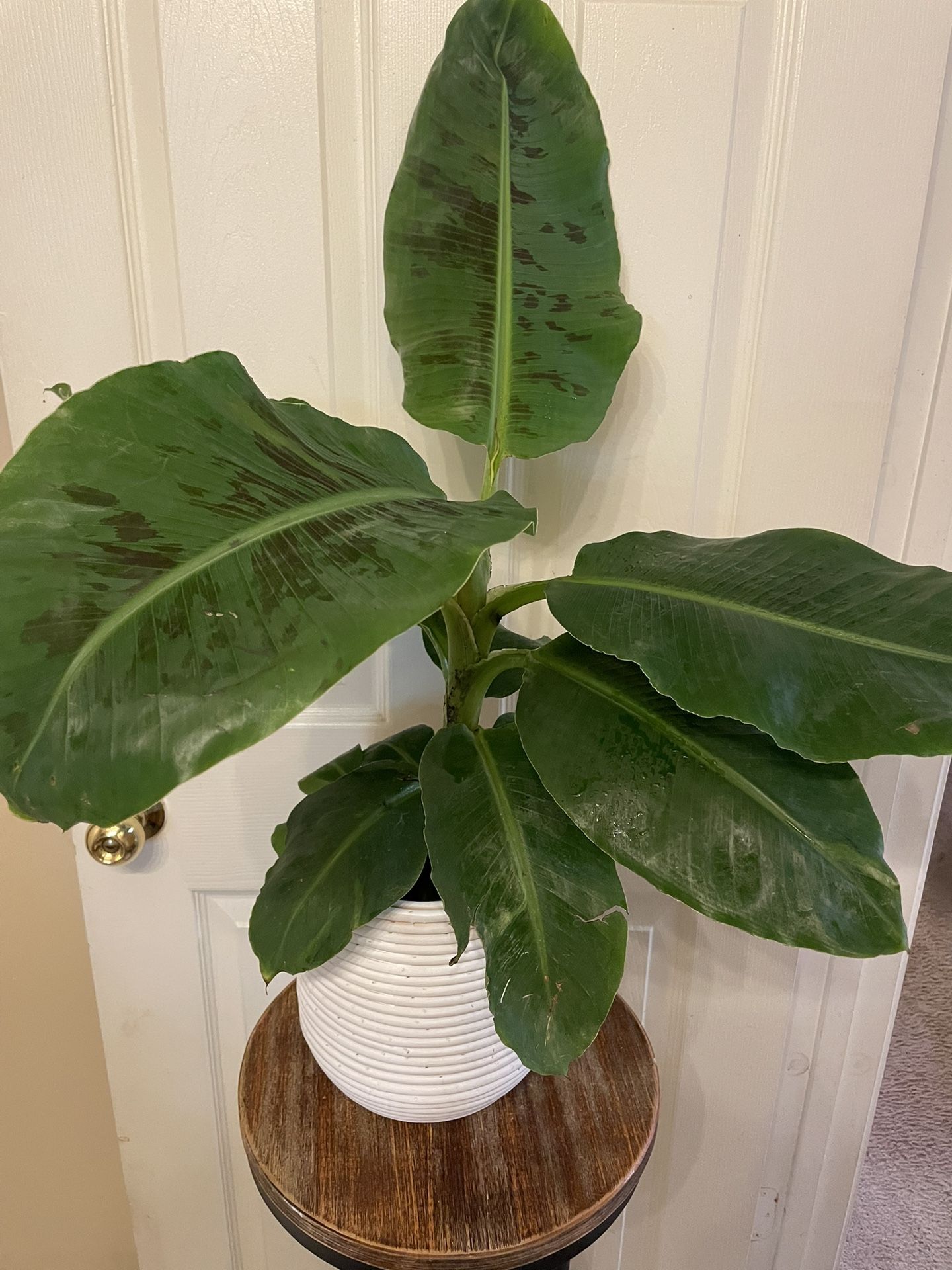 Musa Dwarf Cavendish Banana Plant | Performs Best in Full Sun | 28” Inches Tall 28” Wide