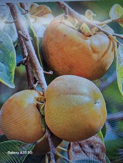 Four Seasons Fruit Trees 