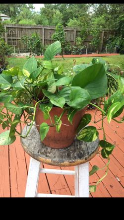 This pretty pothos ivy plant ! Just $14 !easy care !