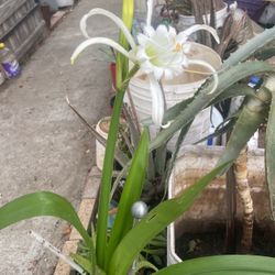 Beautiful Amarilys Plant Bloomed White Color Another One Ready To Bloom Cactus Aguava With Yellow $30/1 