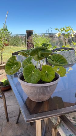 Patio plant