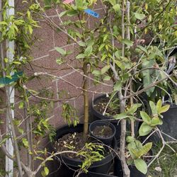 Fruit Trees for Sale — Sweeten Your Space! In-Person Delivery & Landscaping Available  Grow Your Own Paradise — One Tree at a Time Add beauty, bounty,