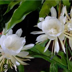 Saussurea obvallata/Brahma Kama
